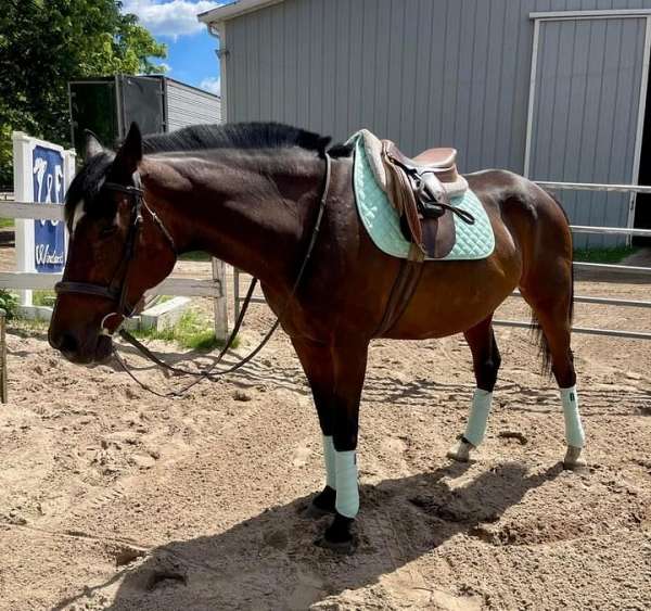 thoroughbred-horse-for-sale