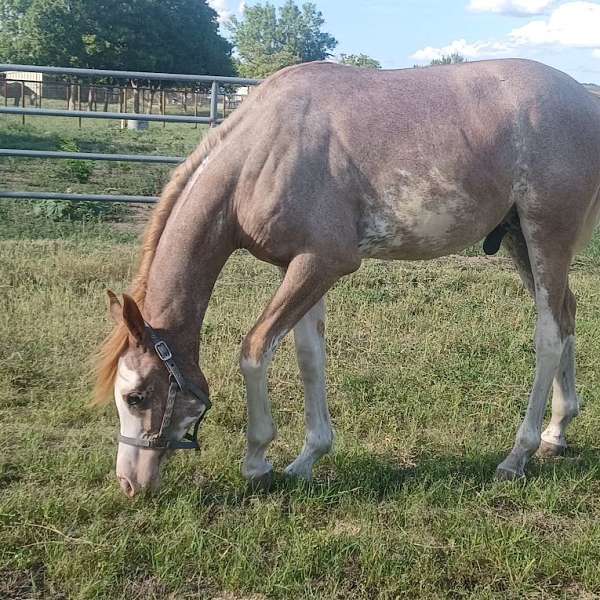 four-white-socks-blaze-horse
