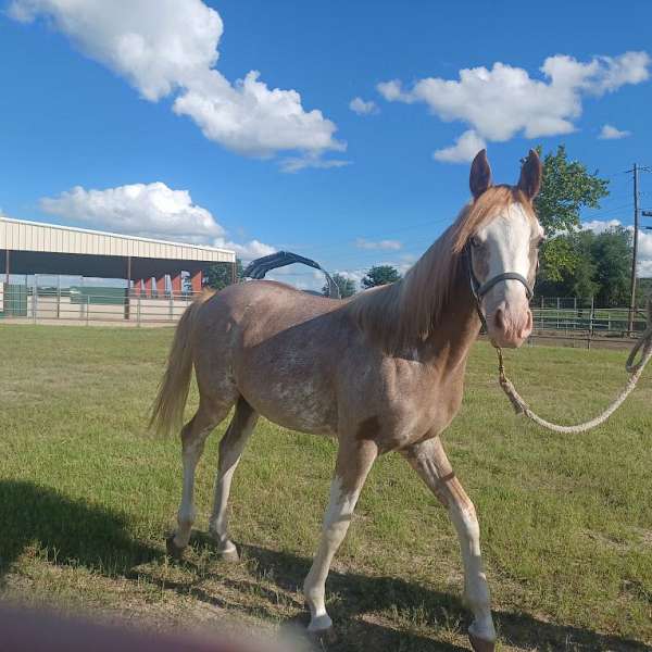 chestnut-four-white-socks-blaze-horse