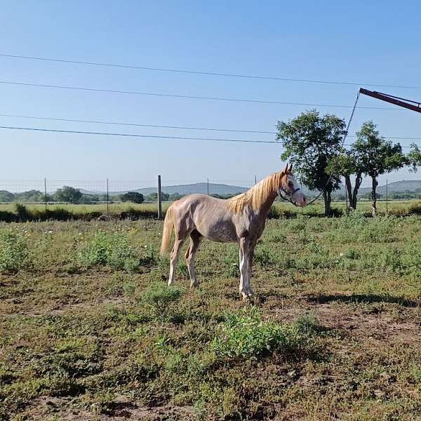 cutting-horses-arabian
