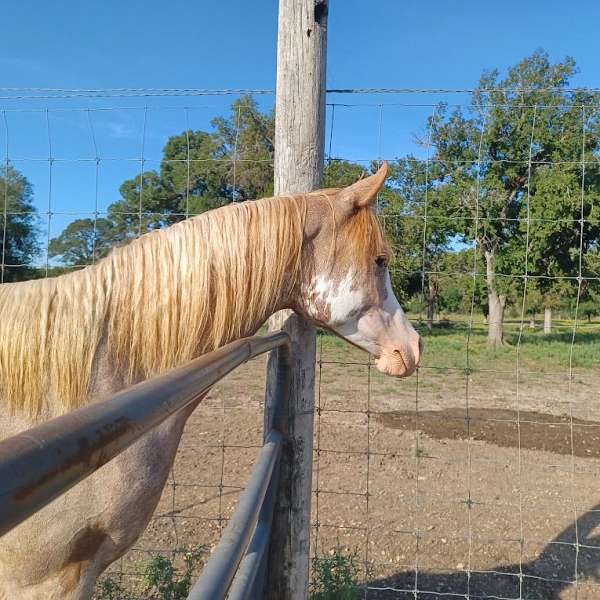 striking-arabian-horse