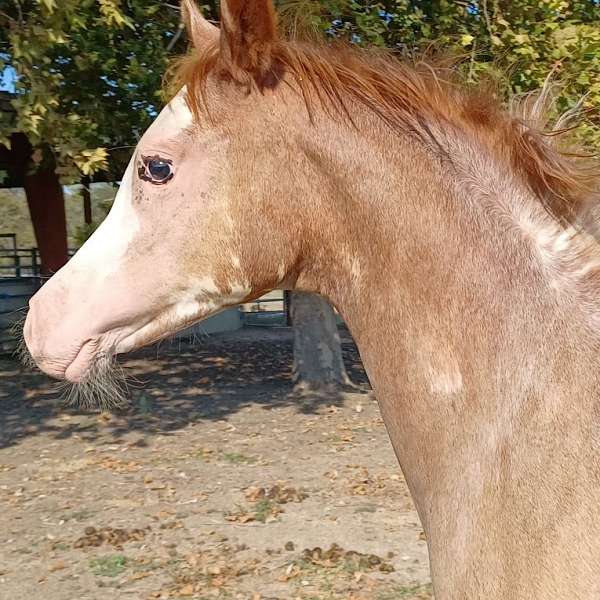 cutting-horses-colt