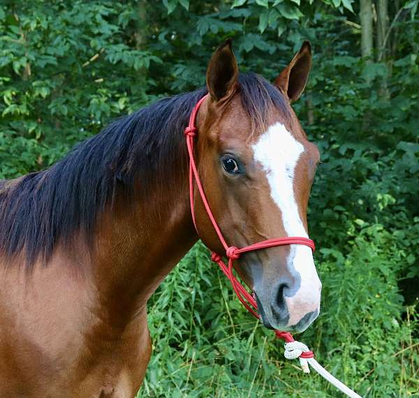 hypp-nn-quarter-horse
