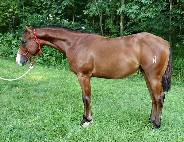 all-around-quarter-horse