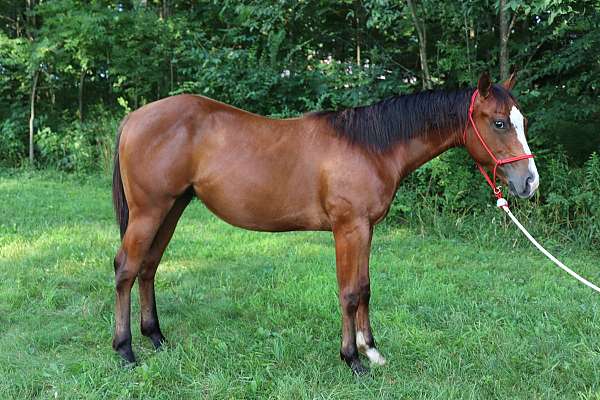 cutting-prospect-quarter-horse