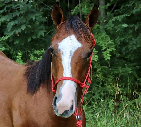 performance-quarter-horse