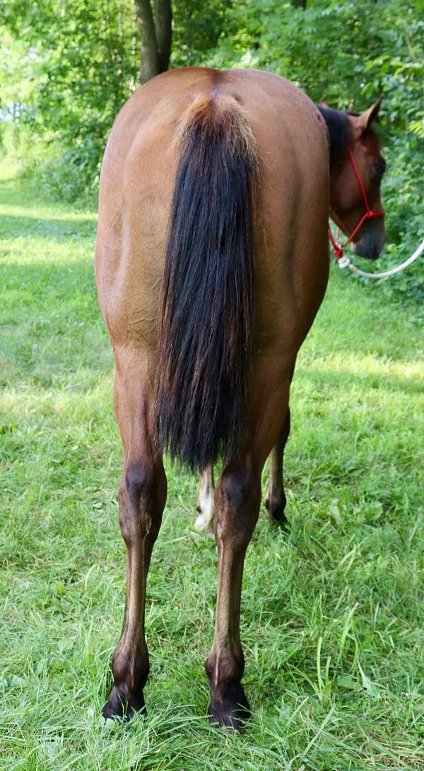 ranch-versatility-quarter-horse