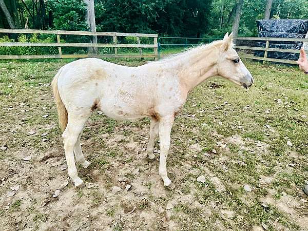 dressage-palomino-walkaloosa-horse