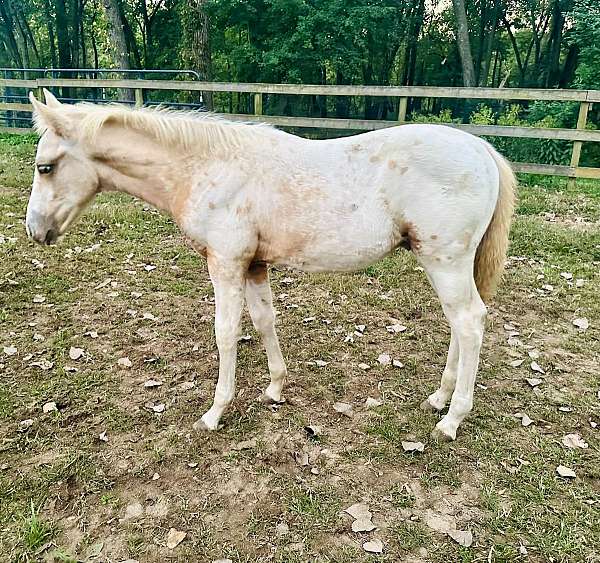 endurance-palomino-walkaloosa-horse