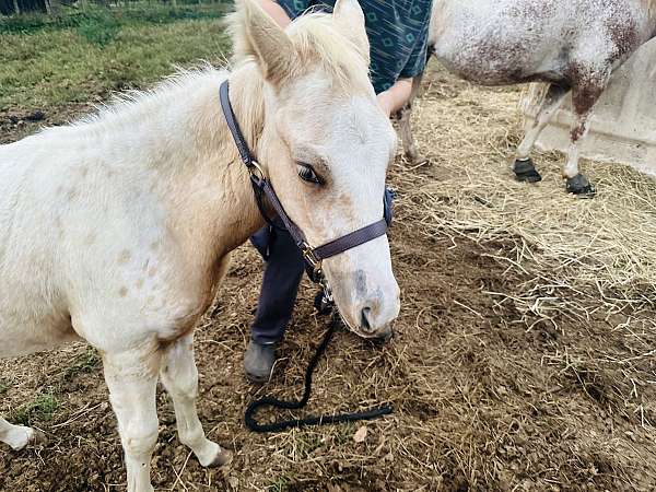 homozygous-palomino-walkaloosa-horse