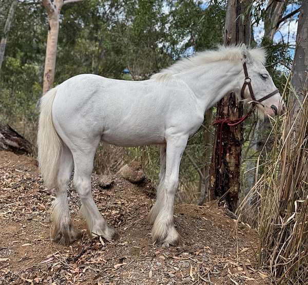dun-gypsy-vanner-filly