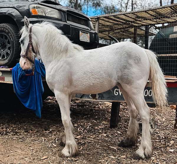grey-halter-trained-horse