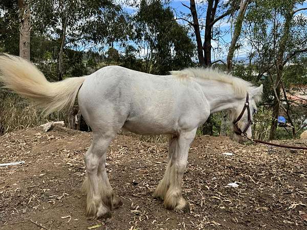grulla-halter-trained-horse