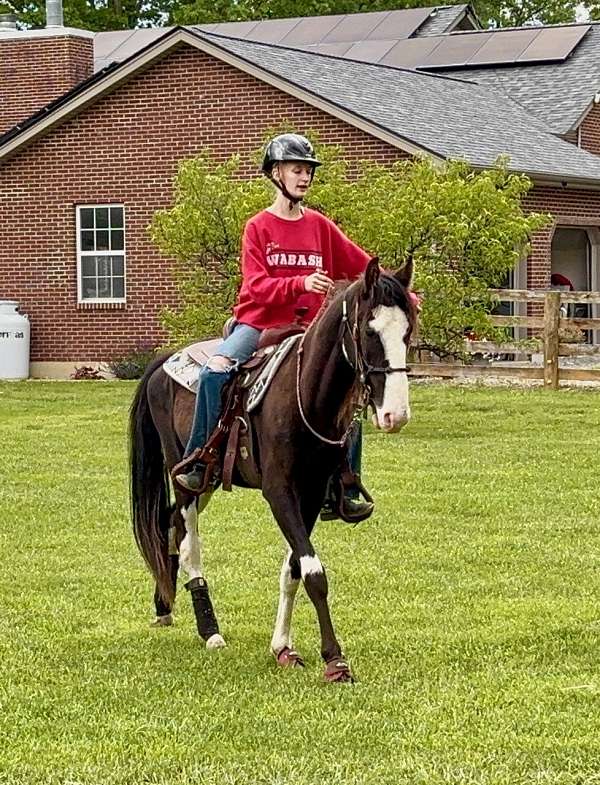 black-overo-blaze-3-white-stockings-horse