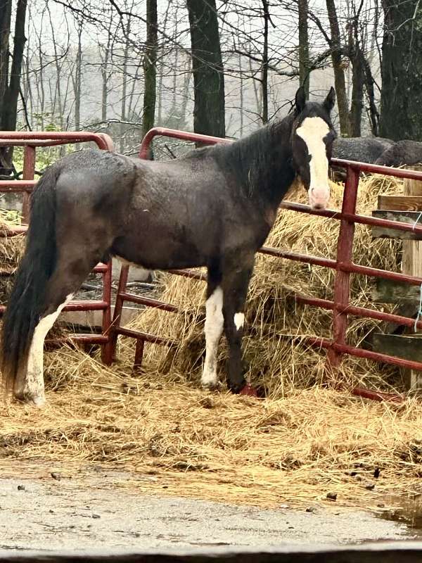 breeding-double-registered-spotted-horse