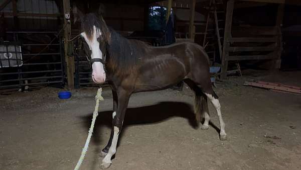 breeding-double-registered-spotted-saddle-horse