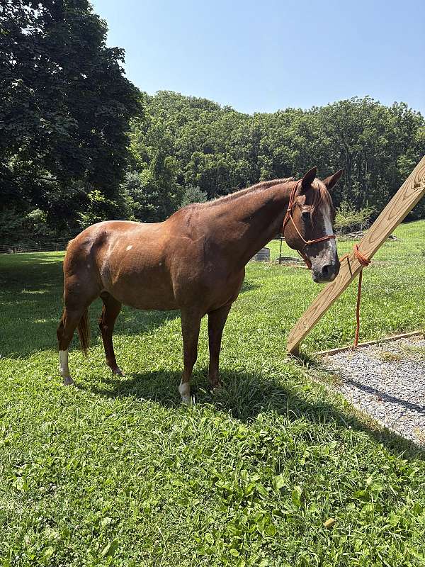 barrel-racing-quarter-horse