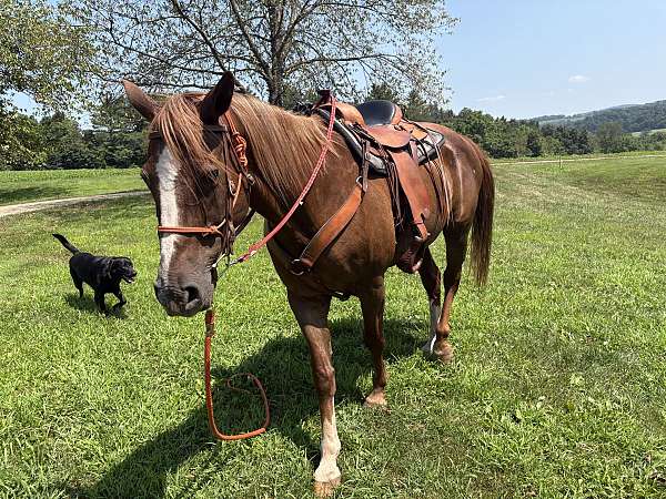 experienced-quarter-horse