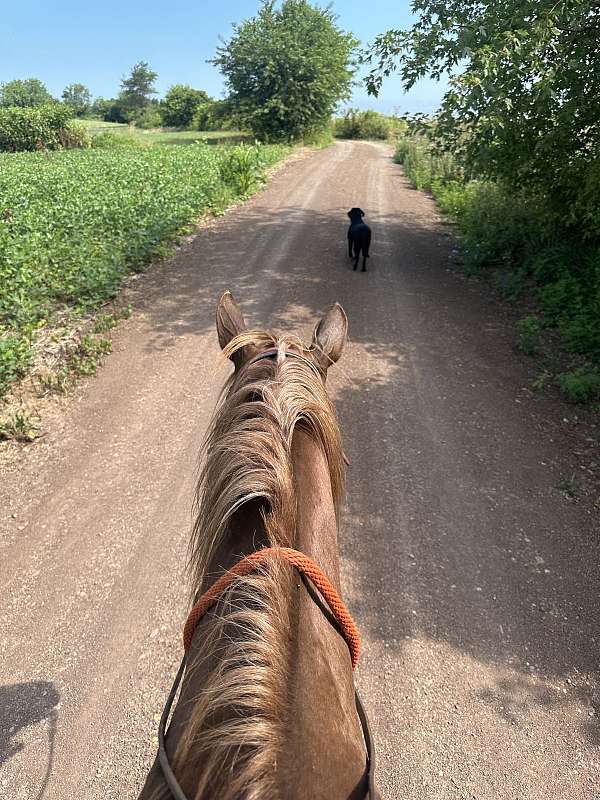 horsemanship-quarter-horse