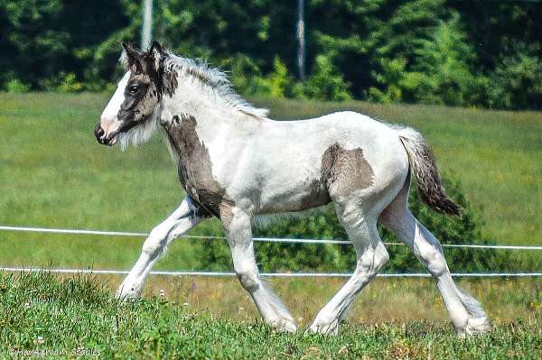 smokey-black-drum-for-sale