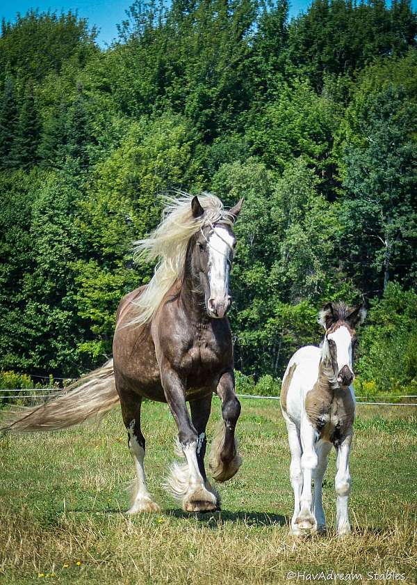 smokey-black-drum-horse
