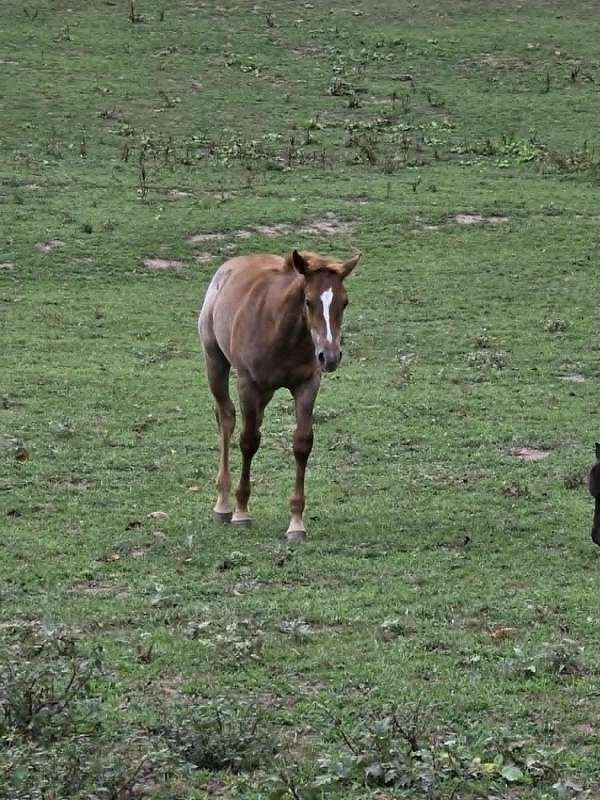 eligible-weanling