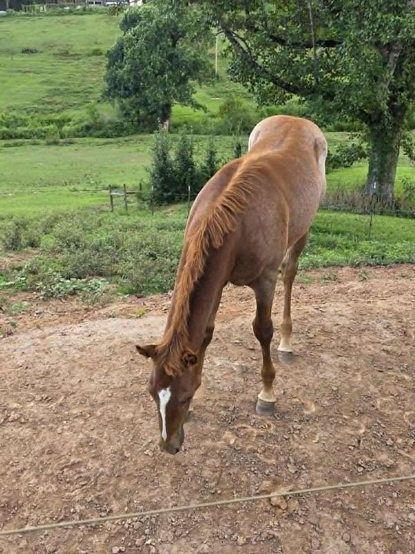 fqha-weanling