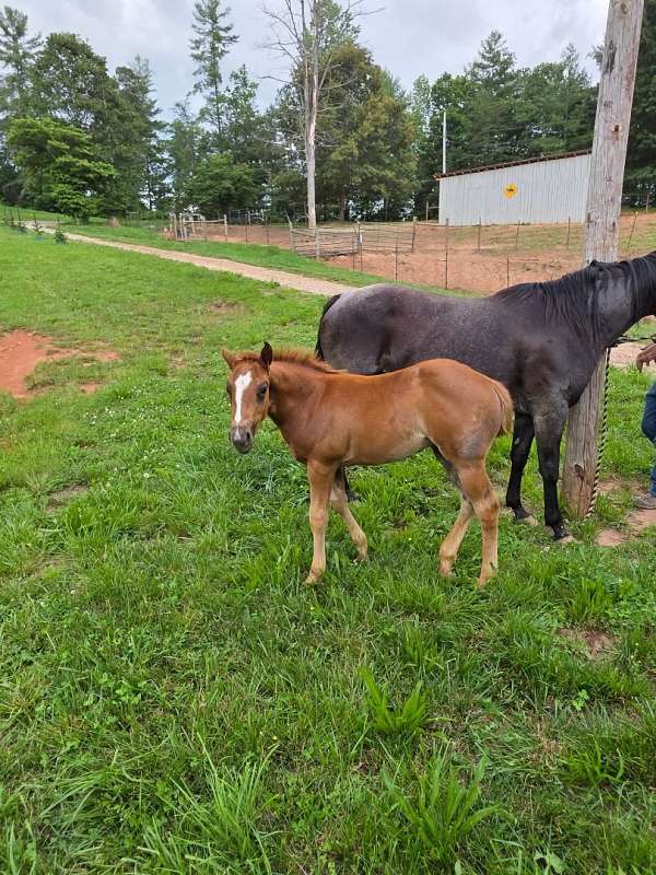 free-horse-ads-weanling