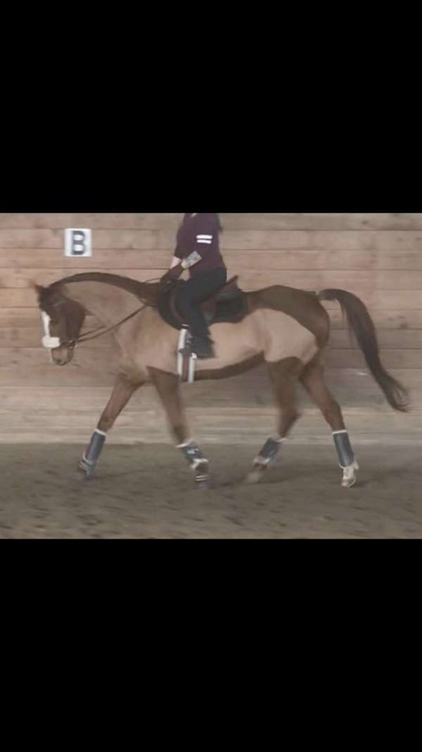 thoroughbred-horse-for-sale