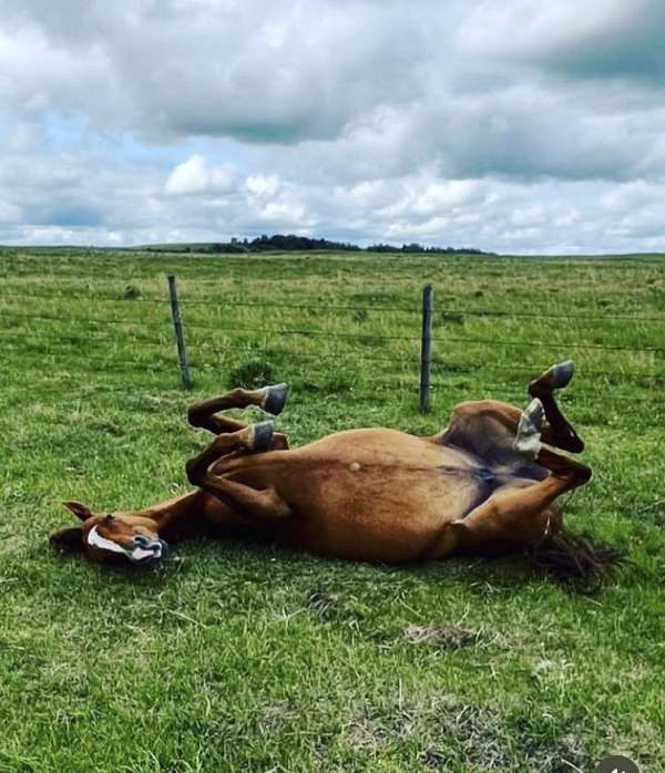thoroughbred-horse