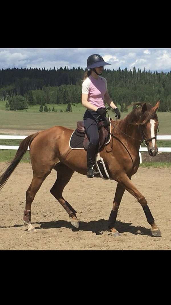 thoroughbred-mare