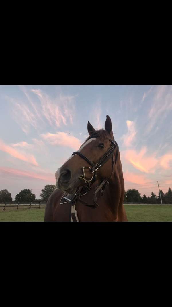 thoroughbred
