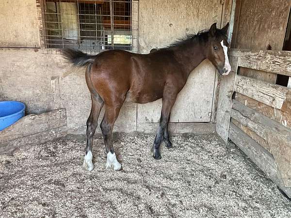 gypsy-vanner-colt