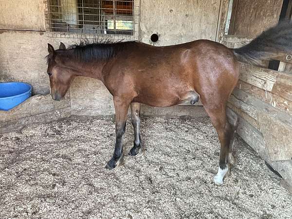 gypsy-vanner-horse-for-sale