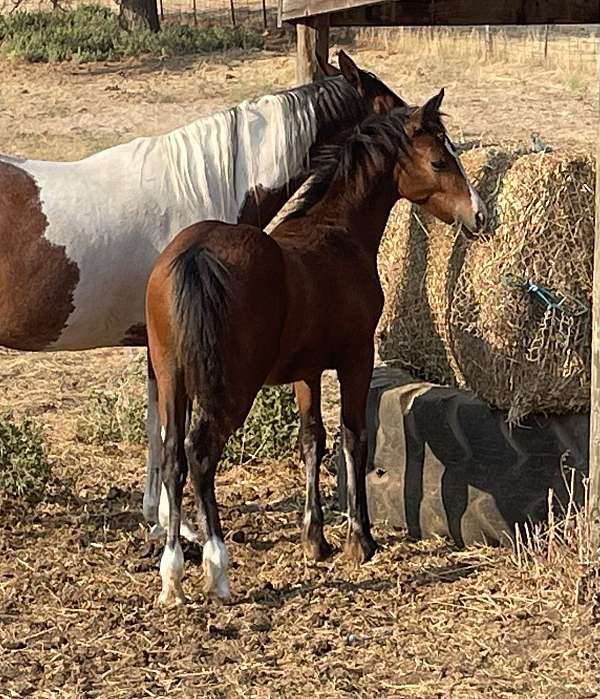 gypsy-vanner