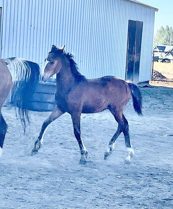 colt