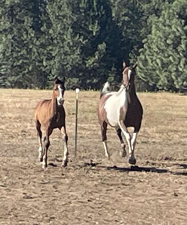 cross-stallion-arabian-horse