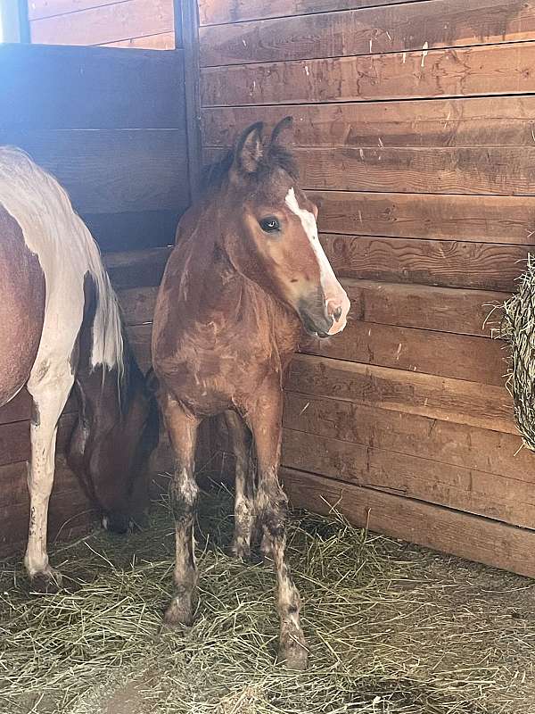 cross-stallion-colt