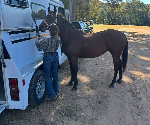 beginner-quarter-horse