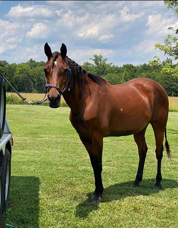barrel-racing-quarter-horse