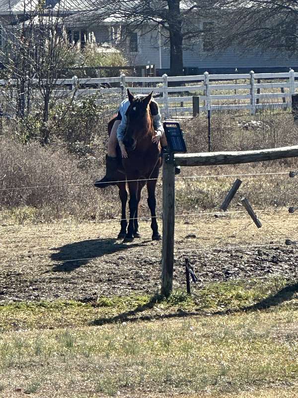 experienced-quarter-horse