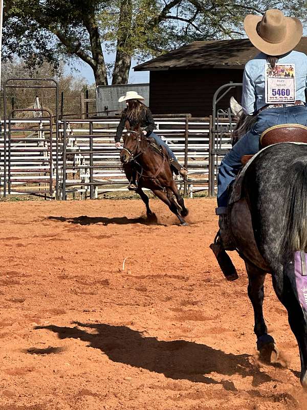 halter-quarter-horse