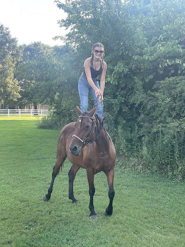 kid-safe-quarter-horse