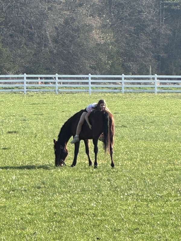 longe-line-quarter-horse