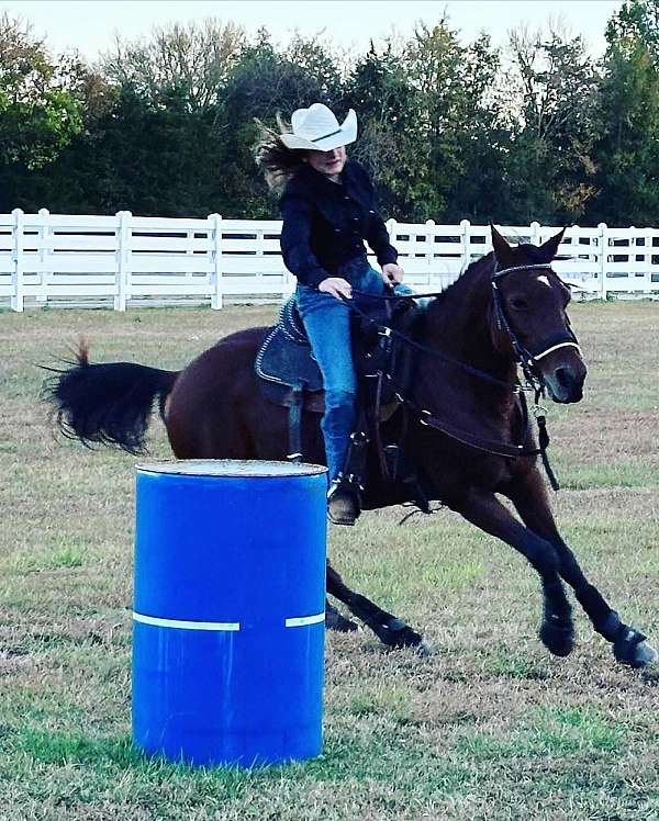reining-quarter-horse