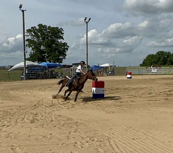 sidesaddle-quarter-horse