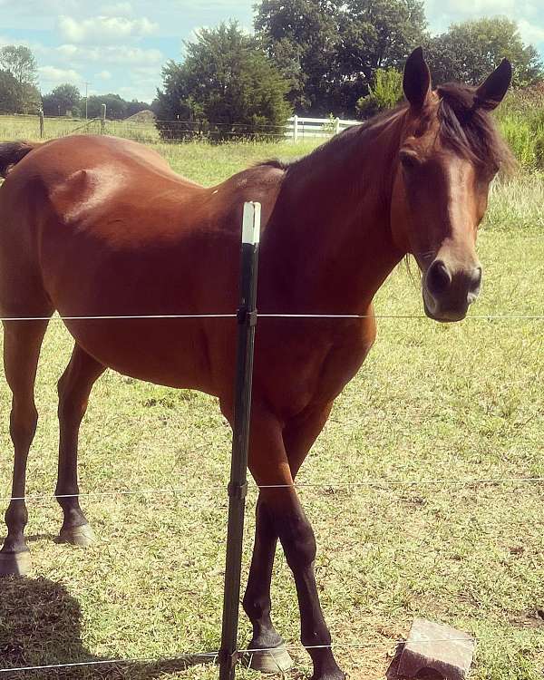 trail-quarter-horse