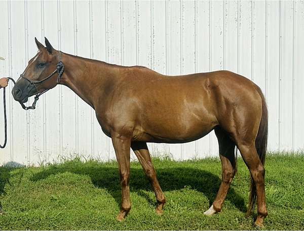 beautiful-filly-appendix-horse