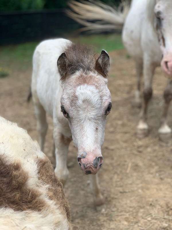 appy-filly