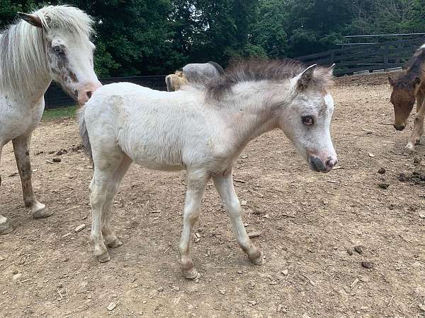 mini-appy-filly